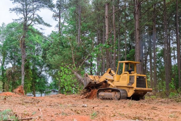 Trees Clearing in Mason
