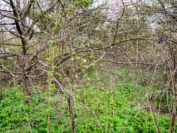 Underbrush Clearing in Mason