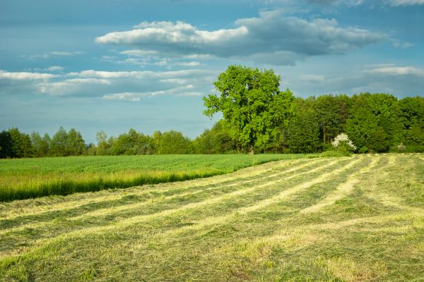 Cost of Vegetation Removal in Mason