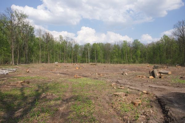 Cost of Pasture Clearing in Mason