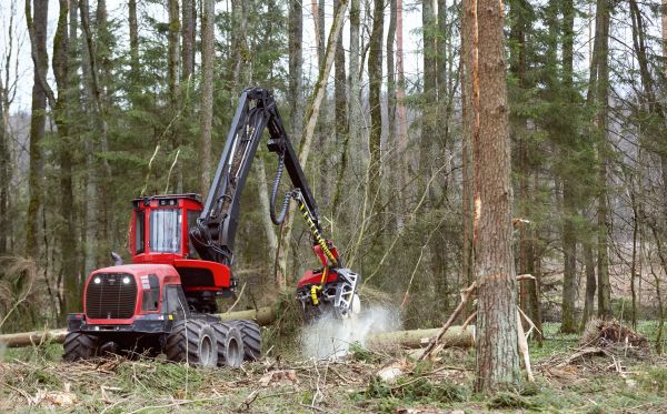 Cost of Forest Clearance Service in Mason