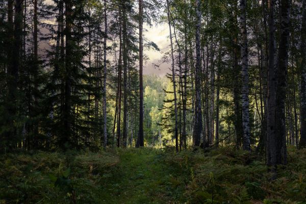 Cost of Pine Tree Clearing in Mason