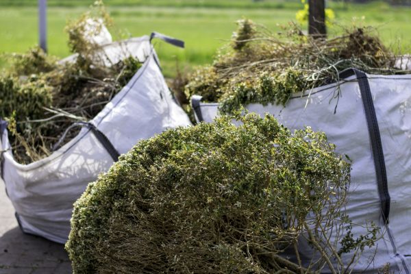 Cost of Bushes Clearing in Mason