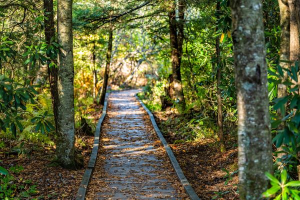 Cost of Trail Clearing in Mason